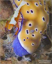 Sharing a Meal with your Partner. Nudibranch - Risbecia t... by Richard And Joanne Swann 